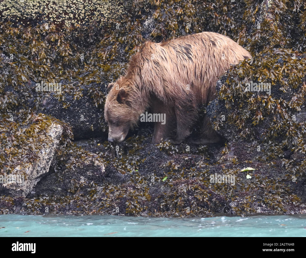 Un orso grizzly (Ursus arctos) la caccia di cibo su una costa rocciosa con la bassa marea. Esso utilizza i suoi lunghi artigli per scavare e capovolgere le rocce e i suoi denti a raschiare s Foto Stock