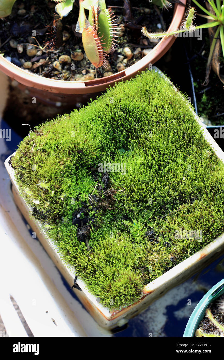 Moss che ricopre la superficie del terreno in una pentola Foto Stock