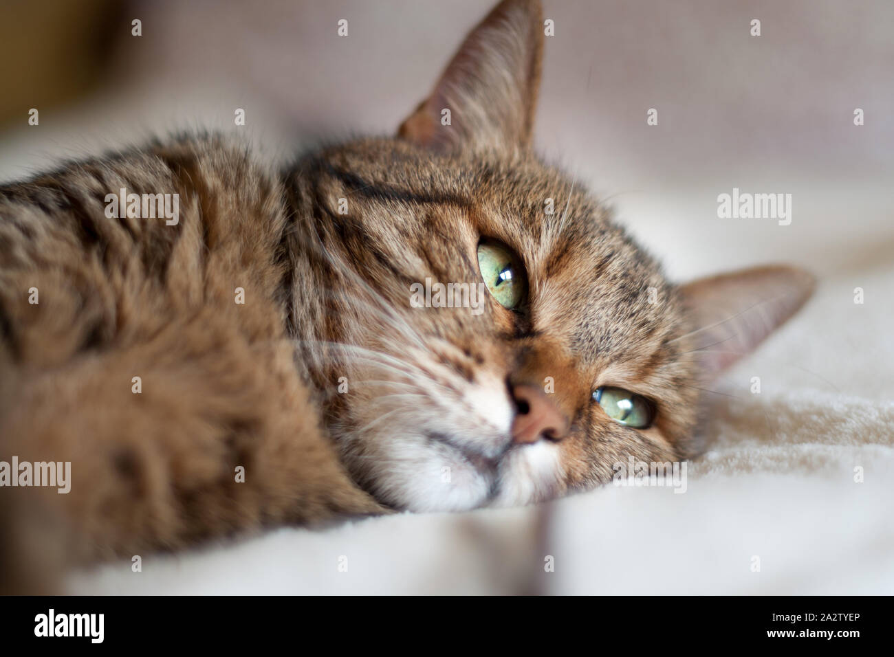 Bella femmina tabby Gatto sdraiato sul letto. Ha grandi occhi verdi e sognare guardando Foto Stock