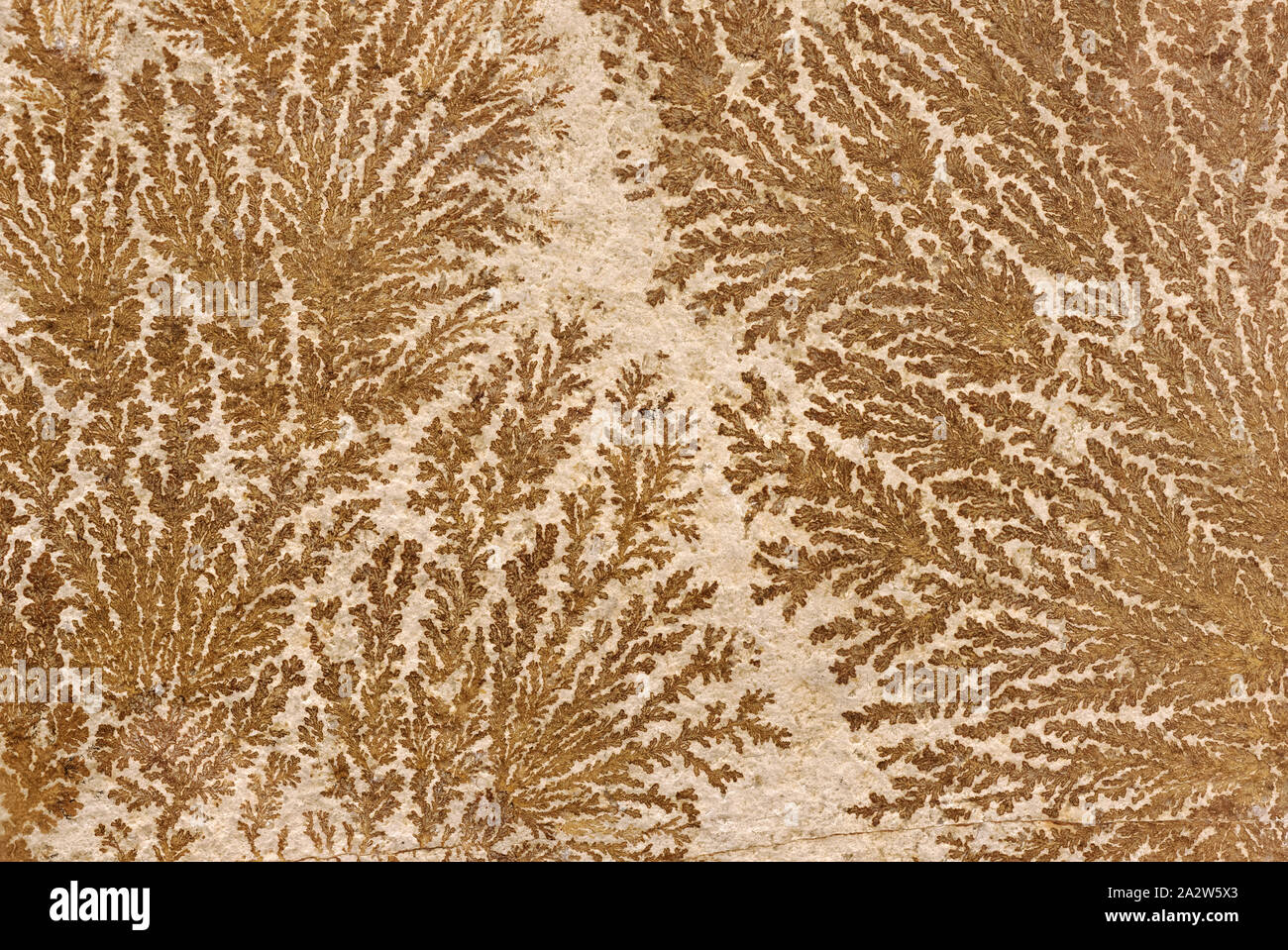 Gli sfondi e texture: astratto albero fossilizzato-simili pattern su una superficie di pietra, sfondo naturale Foto Stock