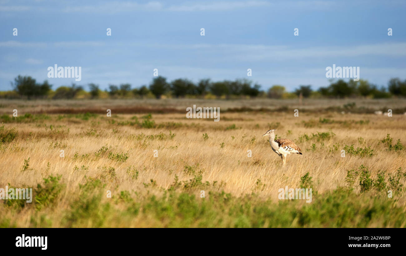 Kori bustard un grande volo di uccelli, fotografato nella savana della Namibia Foto Stock