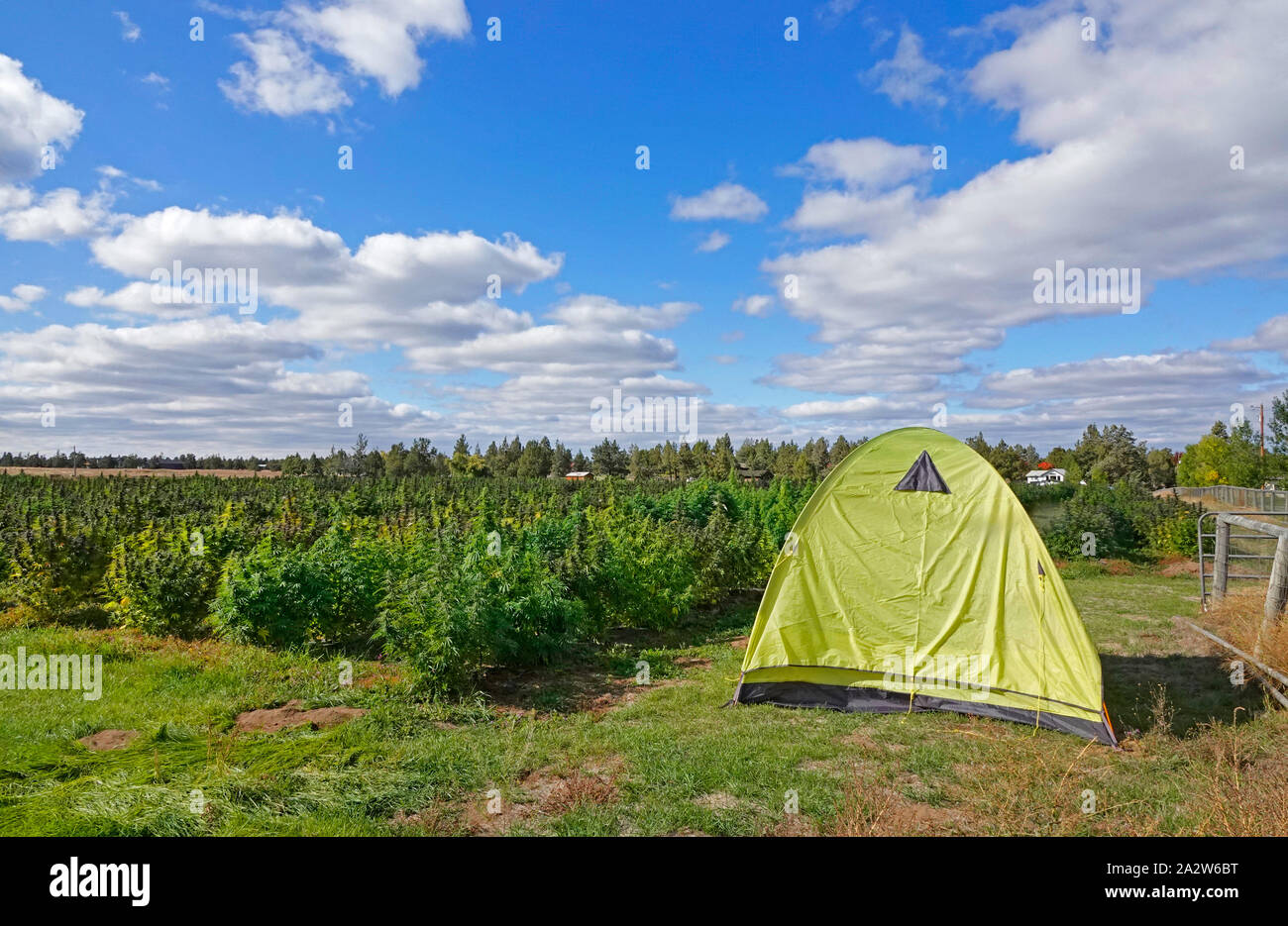Un grande campo di canapa industriale crescente nel centro di Oregon è custodito da un assunto persona di sicurezza di notte che dorme nella tenda accanto al campo Foto Stock