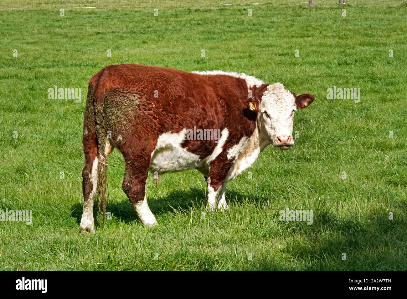 Un grasso, Hereford steer, pronto per essere inviato al mercato, in un pascolo verde nel centro di Oregon. Foto Stock