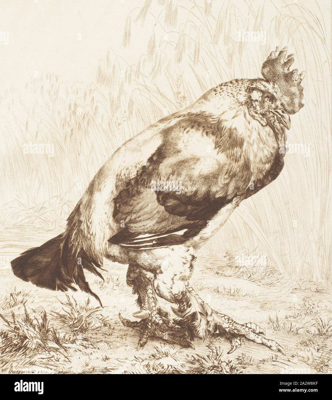 Le Vieux Coq (il vecchio Gallo, Félix Bracquemond (Francese, 1833-1914), 1882, inchiostro su carta, attacco, 11-1/8 x 9-3/4 in. (Immagine) 17 x 13-3/8 in. (Foglio), firmato a matita, immagine sottostante, L.R.: Bracquemond Foto Stock