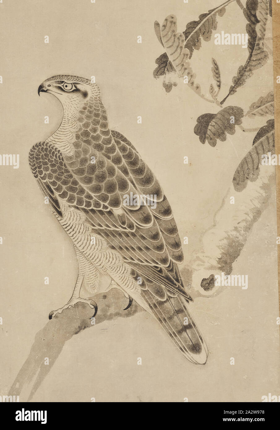 Hawk appollaiato su un ramo, Soga Nichokuan (giapponese), Edo, inizio del XVII secolo, inchiostro su carta, 43-1/8 x 19-3/4 in. (Immagine) 77-1/2 x 27 x 1-7/8 in. (Come installato), (dalla sommità al fondo) guarnizione della valvola di sicurezza: Soga guarnizione della valvola di sicurezza: Nichokuan guarnizione della valvola di sicurezza: Ni-in, Arte Asiatica Foto Stock