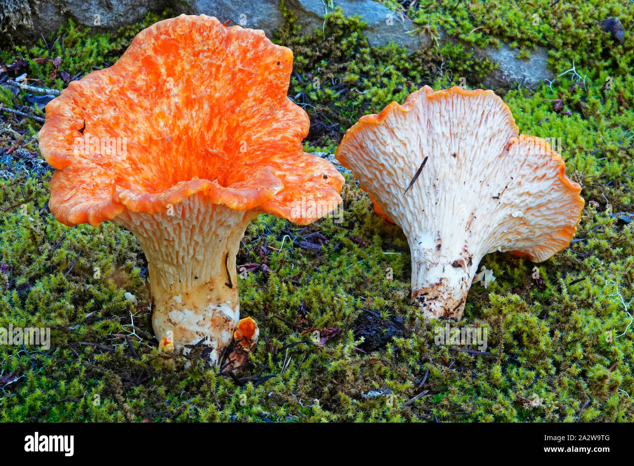 Wooly Chanterelle, Turbinellus flocossus, selvaggio, non commestibili di funghi che crescono nel Nord-ovest del Pacifico. Foto Stock