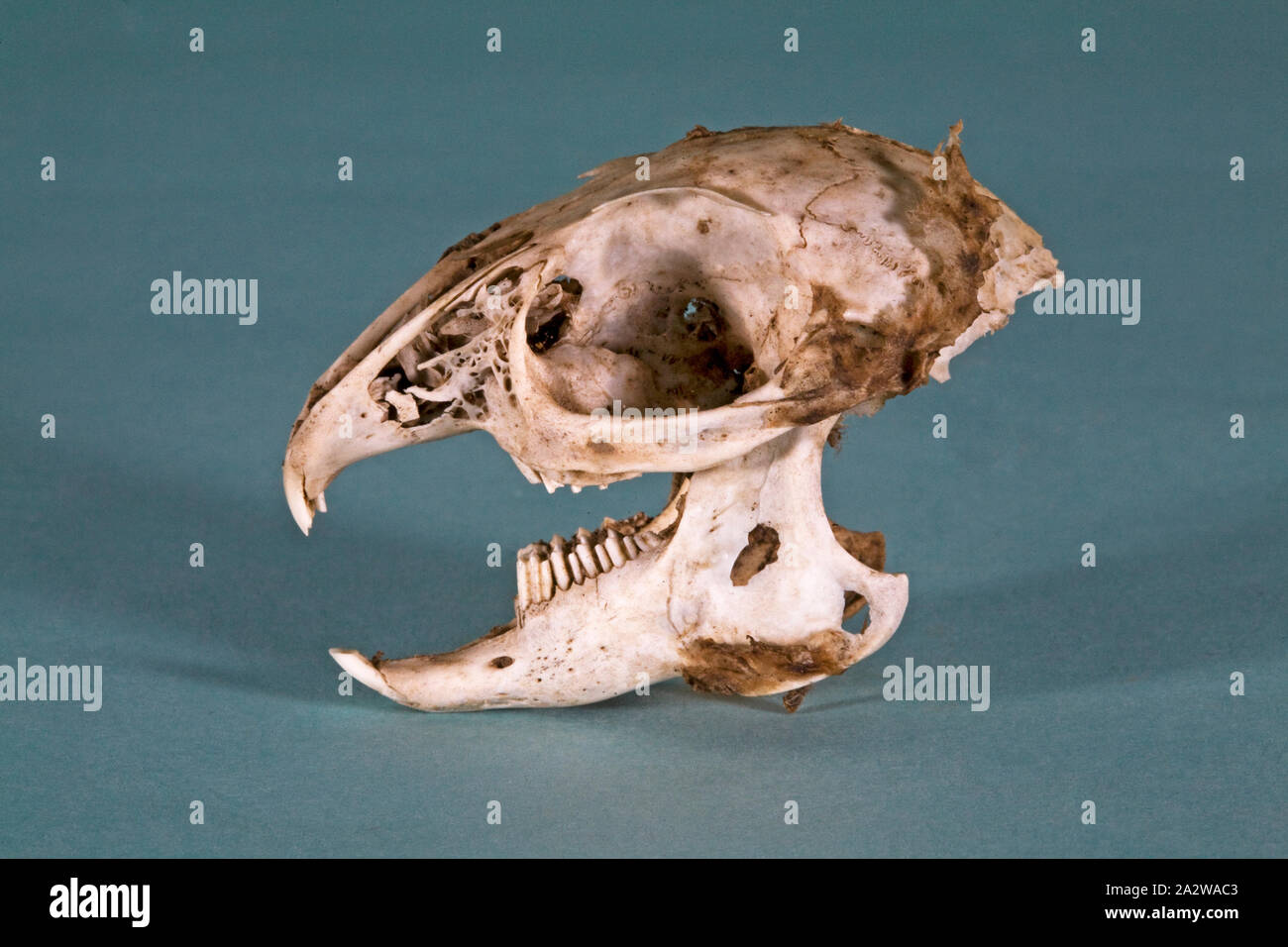 Il cranio di una folta-tailed woodrat contro uno sfondo blu. Foto Stock