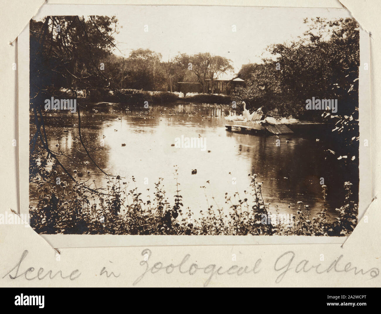 Fotografia - "scena in giardini zoologici', Giza, Egitto, privato John Lord, la prima guerra mondiale, circa 1915, stampa fotografica in bianco e nero. Attaccato ad un piccolo notebook utilizzato come un album fotografico contenente 55 le fotografie in bianco e nero di Anzac soldati in Egitto, Mudros e Gallipoli durante la guerra mondiale I. Le fotografie sono state prese da un soldato Australiano, sergente John Lord o uno dei suoi amici John Lord servita nel XIII Campo ambulanza e tornato in Australia Foto Stock