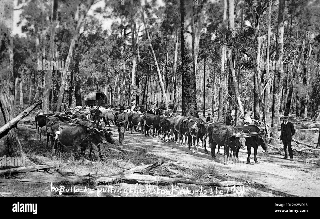 Negativo - Mullungdung, Victoria, circa 1915, 60 giovenchi tirando il 18 ton caldaia per il mulino in legno Foto Stock
