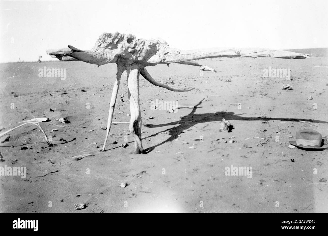 Una grande radice mallee esposta da drifting sands durante un periodo di siccità mildura circa 1929 su due piedi del suolo ha soffiato via intorno alla radice Foto Stock