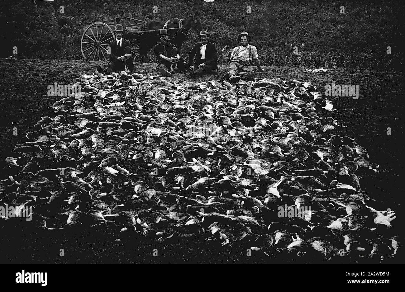Negativo - Murrungowar, Victoria, circa 1915, quattro uomini con una pila di alcune centinaia di morti nei conigli. Vi è un cavallo e carrozza dietro gli uomini Foto Stock