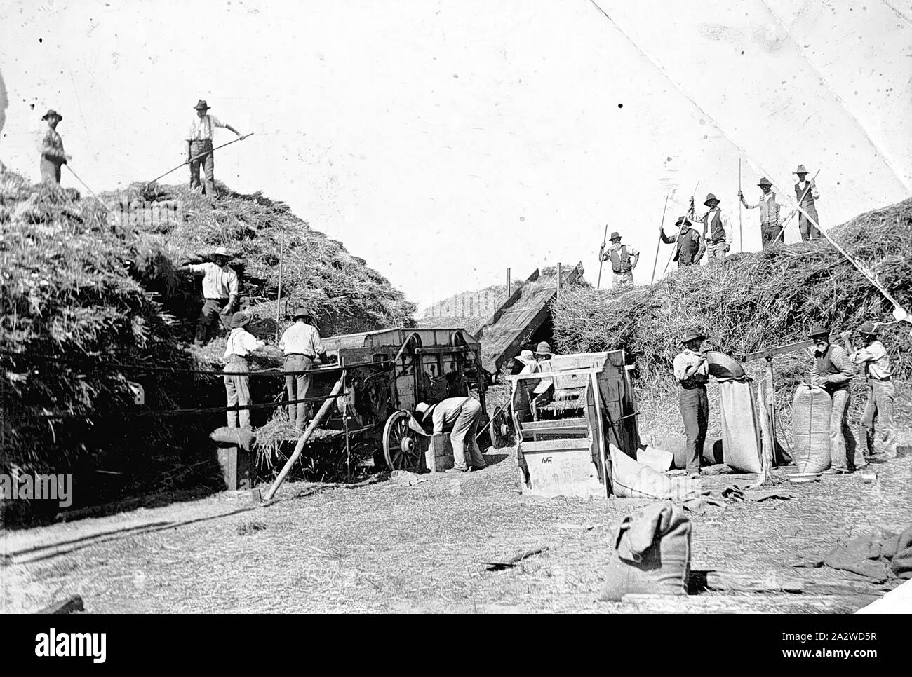 Negativo - Mildura District, Victoria, circa 1900, a sedici uomo squadra il taglio di pula. Alcuni uomini di stare sulla parte superiore della haystacks pitchforking fieno in una fresa di pula mentre altri pour la pula in sacchi Foto Stock