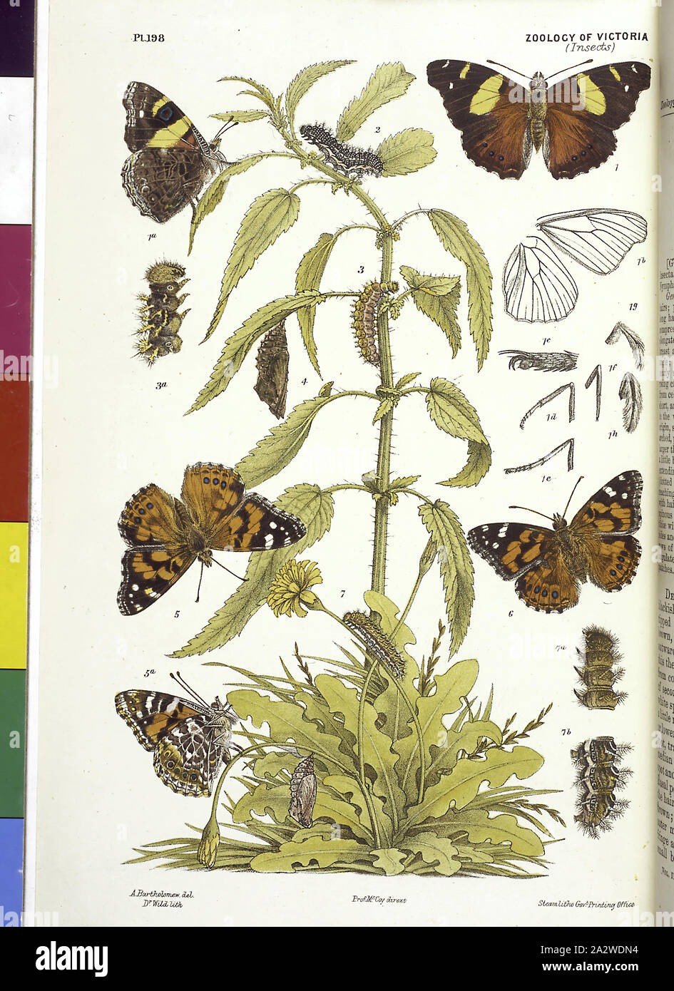 Litografica prova colore - Australian Admiral Butterfly, Vanessa itea e verniciato australiano Lady, Vanessa kershawi, da Arthur Bartolomeo, litografiche a prova di colore di un australiano Admiral, Vanessa itea e verniciato australiano Lady, Vanessa kershawi, da Arthur Bartolomeo, finalmente pubblicato come piastra 198 in Prodromus di Zoologia da Federico McCoy Foto Stock