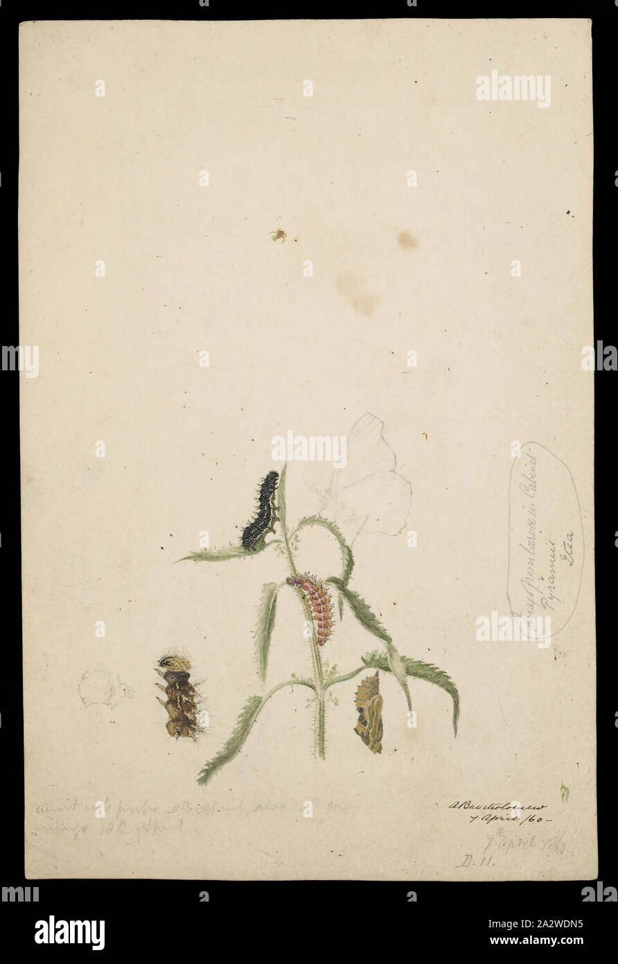 Illustrazioni - Australian dipinto Lady, Vanessa kershawi, Caterpillar, pupa e butterfly, Arthur Bartolomeo, 12 dic 1860, acquerello illustrazioni di un australiano dipinto Lady, Vanessa kershawi, D11, finalmente pubblicato come piastra 198 in Prodromus di Zoologia da Federico McCoy. Vanessa kershawi, descritto da McCoy in 1868 come Pyrameis kershawi, è stato chiamato dopo il Museo imbalsamatore William Kershaw che insetti raccolti per la collezione del museo. Nota: La pupa è evidenziata con vernice dorata e questo è stato Foto Stock