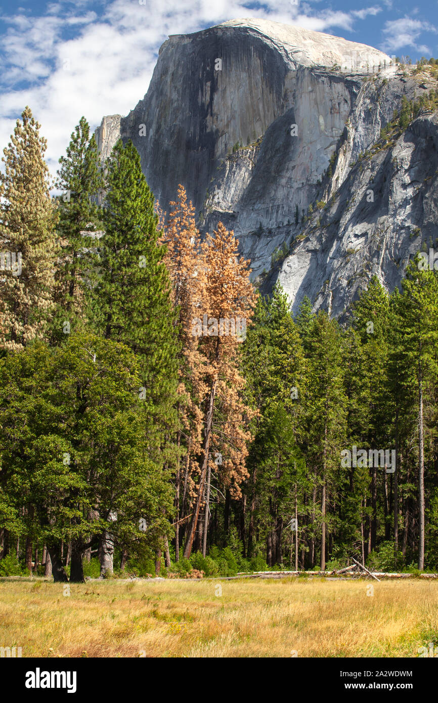 Mezza Cupola e più verde circostante in Yosemite Valley, California Foto Stock