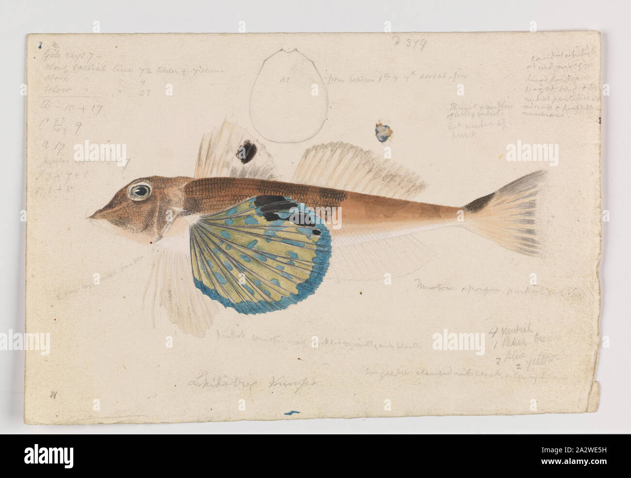 Illustrazione ad acquerello - Butterfly cappone, Lepidotrigla vanessa, Hobsons, della Baia di Port Phillip, Arthur Bartolomeo, agosto 1864, questa illustrazione scientifica di una farfalla cappone, Lepidotrigla vanessa, da Arthur Bartolomeo era basato su un campione (NMV 41544) da Hobsons Bay, Port Phillip. Il lavoro commissionato da Sir Frederick McCoy, Direttore del Museo Victoria, come parte della sua ricerca zoologica, fa parte della ben più ampia collezione Prodromus. Molte delle illustrazioni originali nella collezione informato Foto Stock