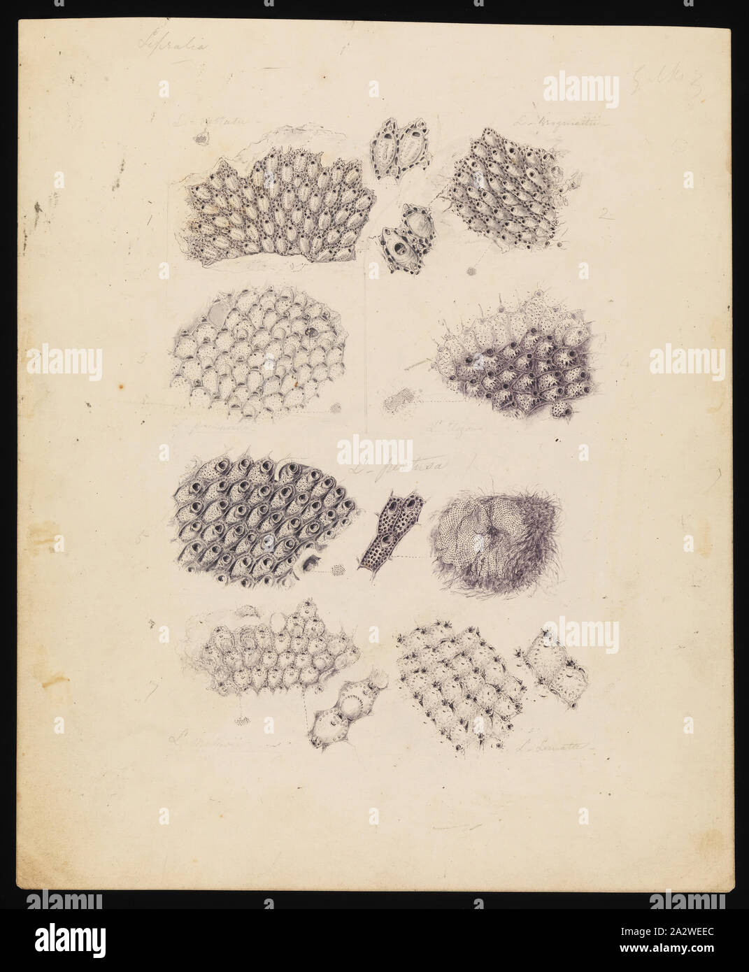 Disegno - Matita e acquarello e inchiostro di china su carta, ONU-numerati disegno pubblicato come piastra 36 in Prodromus della zoologia di Victoria da Federico McCoy Foto Stock