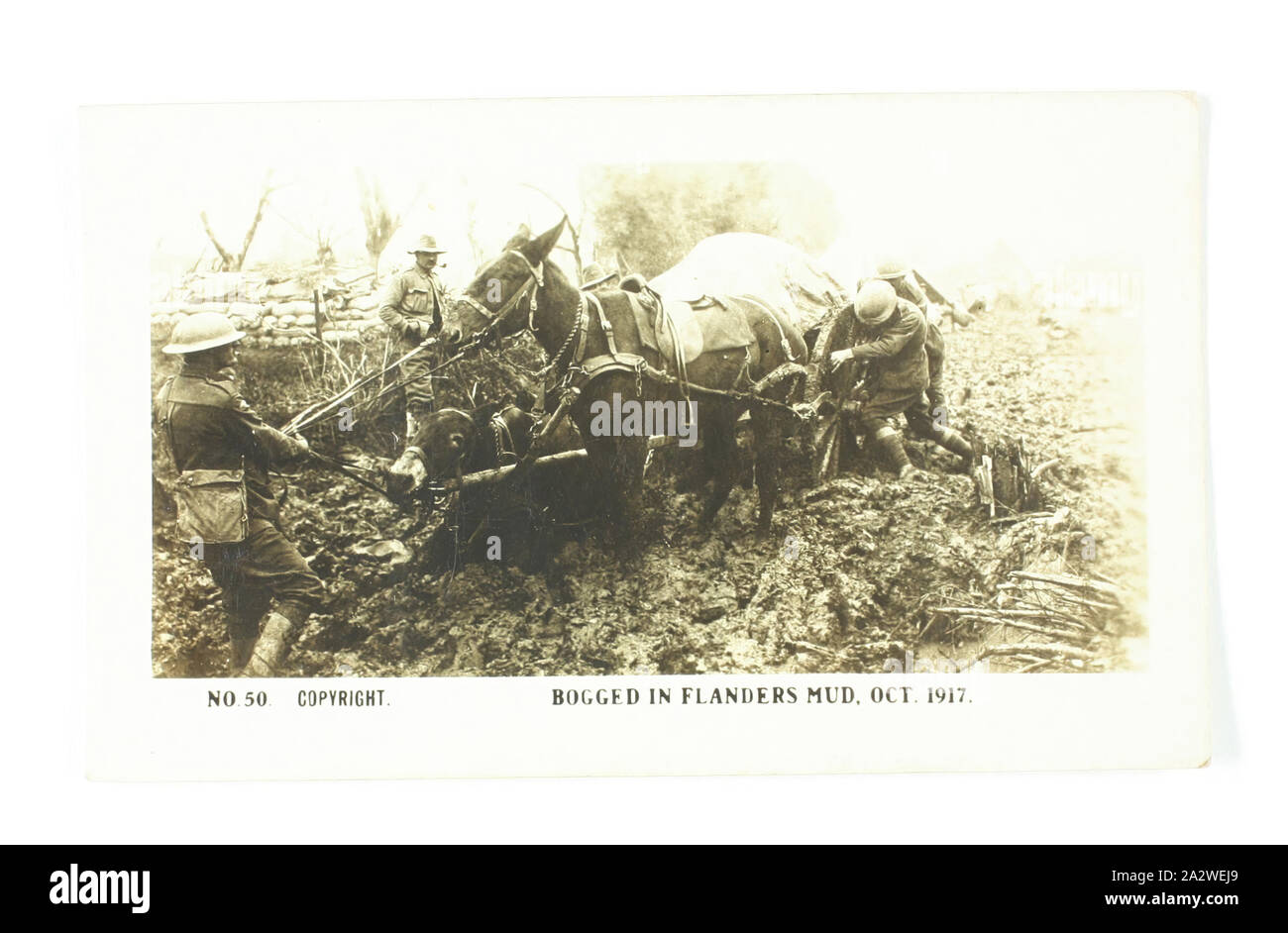 Carta di sigaretta - 'sommersi nelle Fiandre fango, Ott. 1917', ufficiale I Guerra Mondiale fotografia, gazza sigarette, circa 1922, n. 50 nella serie della I Guerra Mondiale schede di sigarette prodotte da Gazza sigarette. L'immagine è intitolato "sommersi nelle Fiandre fango, Ott. 1917', che raffigura i soldati tentano di tirare due cavallo e il carro che tirare fuori dal fango sono sommersi in. Le immagini di questa serie di schede di sigarette sono ufficiali I Guerra Mondiale le fotografie che sono state visualizzate in Australian War Museum, Exhibition Buildings Foto Stock