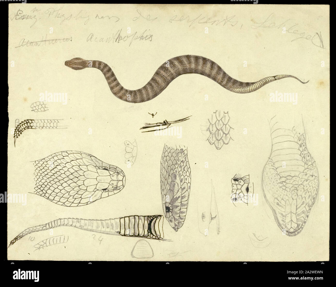 Illustrazione - Matita e acquarello e inchiostro di china su carta di Acanthophis antarcticus, morte sommatore, illustrazione per la piastra 12 in Prodromus della zoologia di Victoria da Federico McCoy Foto Stock