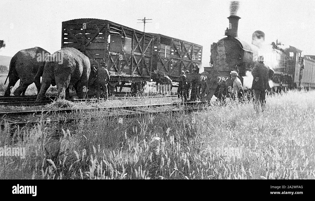 Negativo - Henty, Victoria, pre 1930, due elefanti spingendo un carrello merci torna in pista dopo un circo treno deragliato alla stazione Henty. Un gruppo di persone sta guardando i due elefanti. Il DD-class locomotiva a vapore No.794 è in attesa su un adiacente via. No. 794 è stato costruito al Victorian Ferrovie Newport workshop nel 1914 (costruito come DD 948, reclassed e rinumerato come Dd537, DD794, D2 794 e poi D3 630 Foto Stock