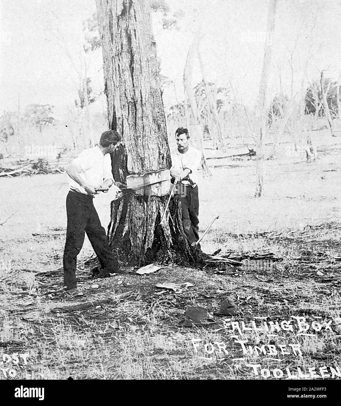 Negativo - Toolleen, Victoria, circa 1910, Due uomini con un taglio a croce Sezionatura lama giù un albero Foto Stock