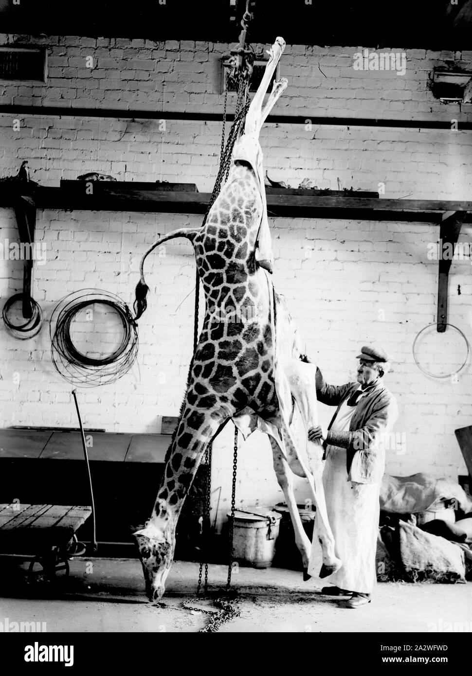 Vetro negativo - preparatore scuoiatura una giraffa, da A.J. Campbell, Melbourne, Victoria, Giu 1914, nelle prime fasi di una giraffa scuoiamento nel dipartimento preparators Foto Stock