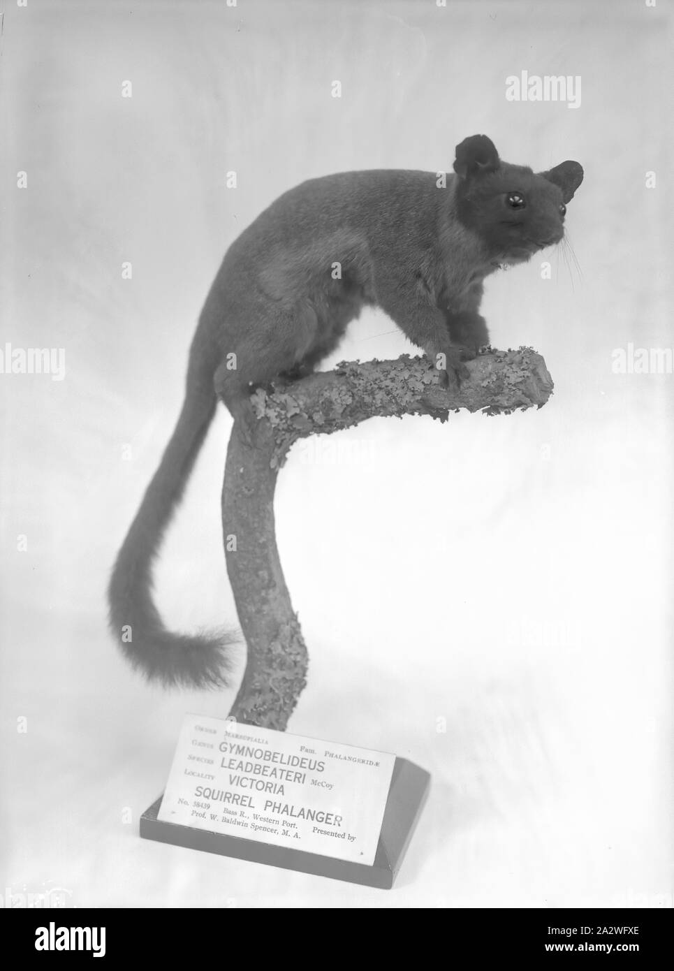 Vetro - Negativo Leadbeater's opossum, Museo Nazionale di Victoria, circa 1900, uno dei 2.772 immagini da A.J. Campbell raccolta, che consiste di stampe in bianco e nero e vetro negativi prese da Archibald James Campbell Foto Stock