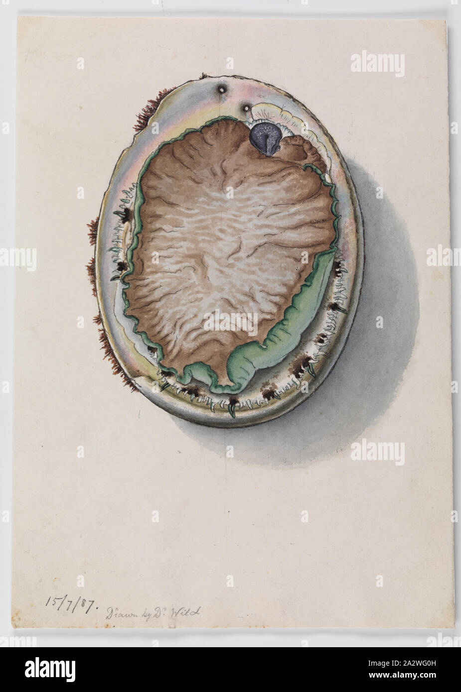 Illustrazione ad acquerello - Verde a labbro Abalone, Haliotis laevigata, Dr Wild, 15 lug 1887, questa illustrazione scientifica dal dott. John James Wild fu commissionato da Sir Frederick McCoy, Direttore del Museo Victoria come parte della sua ricerca zoologica. Questa illustrazione fa parte della ben più ampia collezione Prodromus. Molte delle illustrazioni originali della collezione ha informato la produzione dei due volumi di lavoro " il Prodromus della zoologia di Victoria' che era il museo di Victoria Foto Stock