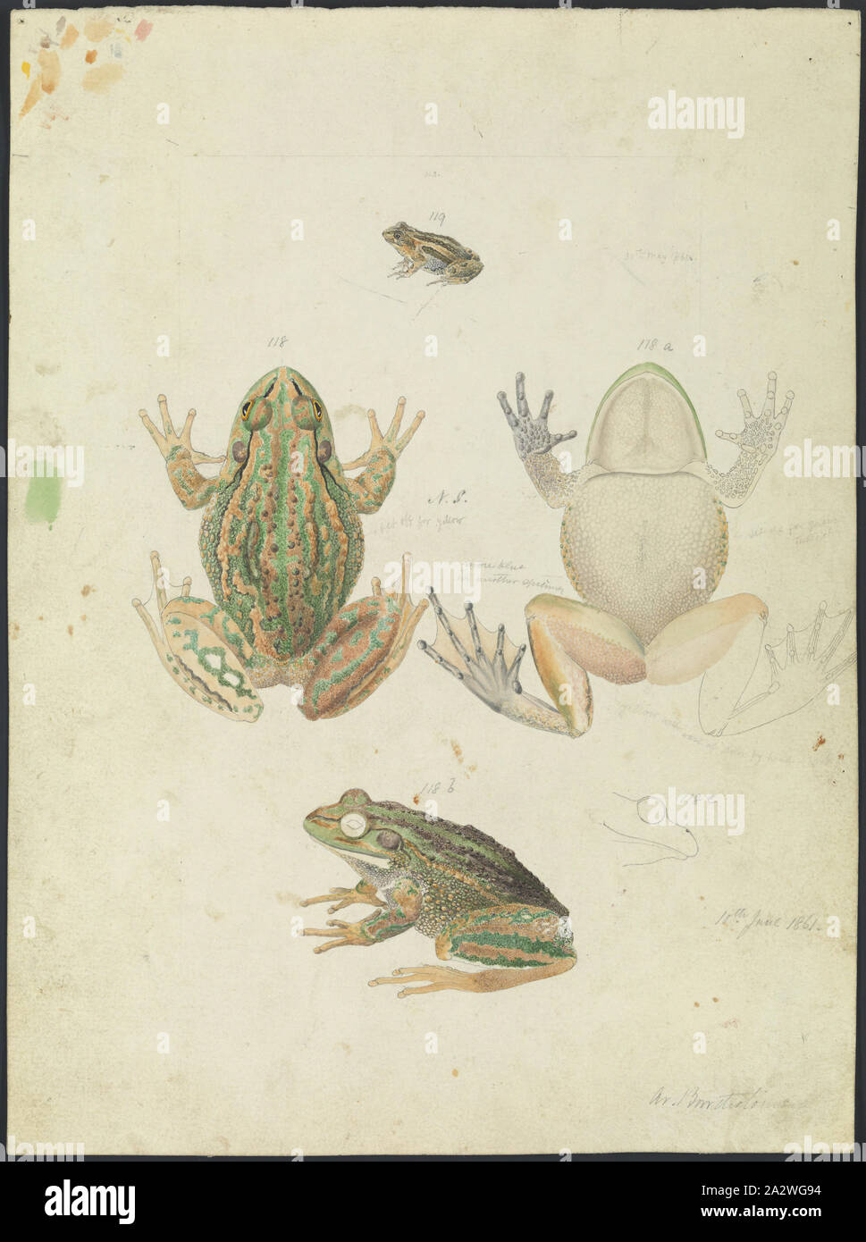 Illustrazione - Erba di brontolio Rana, Litoria raniformis, Arthur Bartolomeo, Giu 1861, questa illustrazione scientifica da Arthur Bartolomeo è stato commissionato da Sir Frederick McCoy, Direttore del Museo Victoria come parte della sua ricerca zoologica. Esso fa parte della ben più ampia collezione Prodromus. Molte delle illustrazioni oriignal nella raccolta ha informato la produzione dei due volumi di lavoro il Prodromus della zoologia di Victoria che era Museo Victoria del primo grande Foto Stock