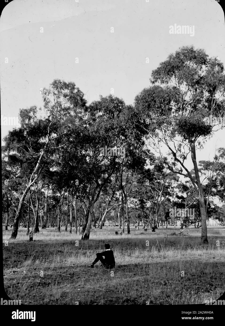 Lantern Slide - A.G. Campbell, Pinkerton foresta, Victoria, circa 1905, in bianco e nero lanterna in vetro scorrevole del A.G. Campbell nella foresta di Pinkerton vicino a Melton, fotografata da suo padre A.J. Campbell. Questo è uno di una grande collezione di immagini da A.G. e suo padre A.J Campbell detenute nel A.J. Campbell raccolta dal Museo Victoria Foto Stock