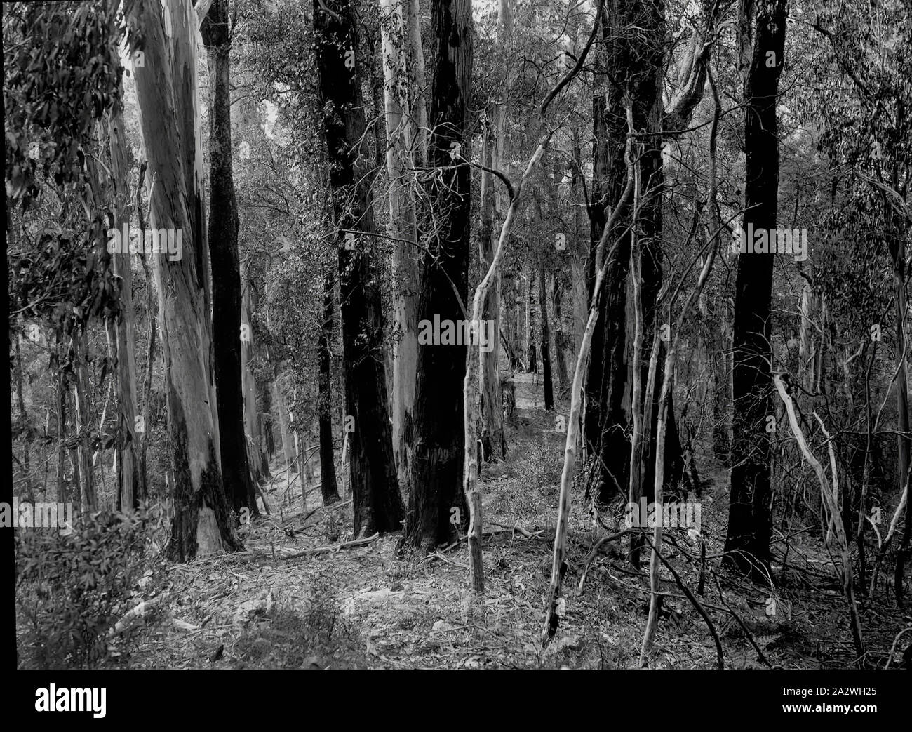 Lantern Slide - Yarra superiore via, Victoria, 1904-1907, immagine in bianco e nero della macchia densa che può essere trovato lungo la Yarra superiore via, fotografata da A.J. Campbell che ha organizzato due passeggiate trekking della Yarra superiore via, uno nel 1904 e l'altra nel 1907. uno dei tanti formante la A.J. Campbell raccolta conservata dal Museo Victoria Foto Stock