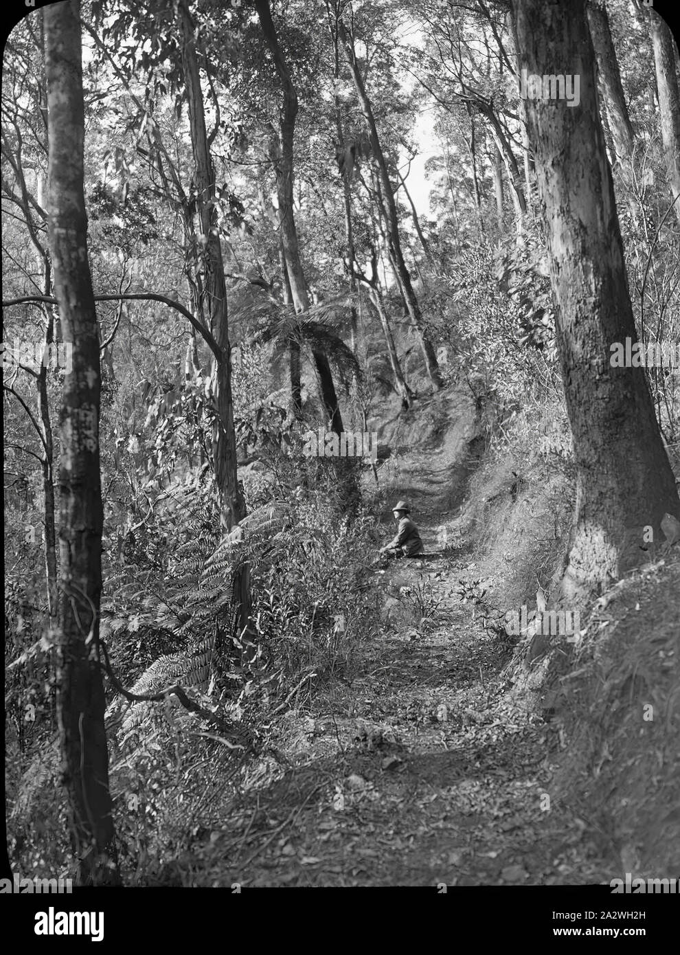 Lantern Slide - Yarra superiore via, Victoria, 1904-1907, immagine in bianco e nero della tomaia Yarra via, fotografata da A.J. Campbell. Il gentiluomo incluso non è stata identificata. A.J. Campbell ha organizzato due passeggiate trekking della Yarra superiore via, uno nel 1904 e l'altra nel 1907. uno dei tanti formante la A.J. Campbell raccolta conservata dal Museo Victoria Foto Stock