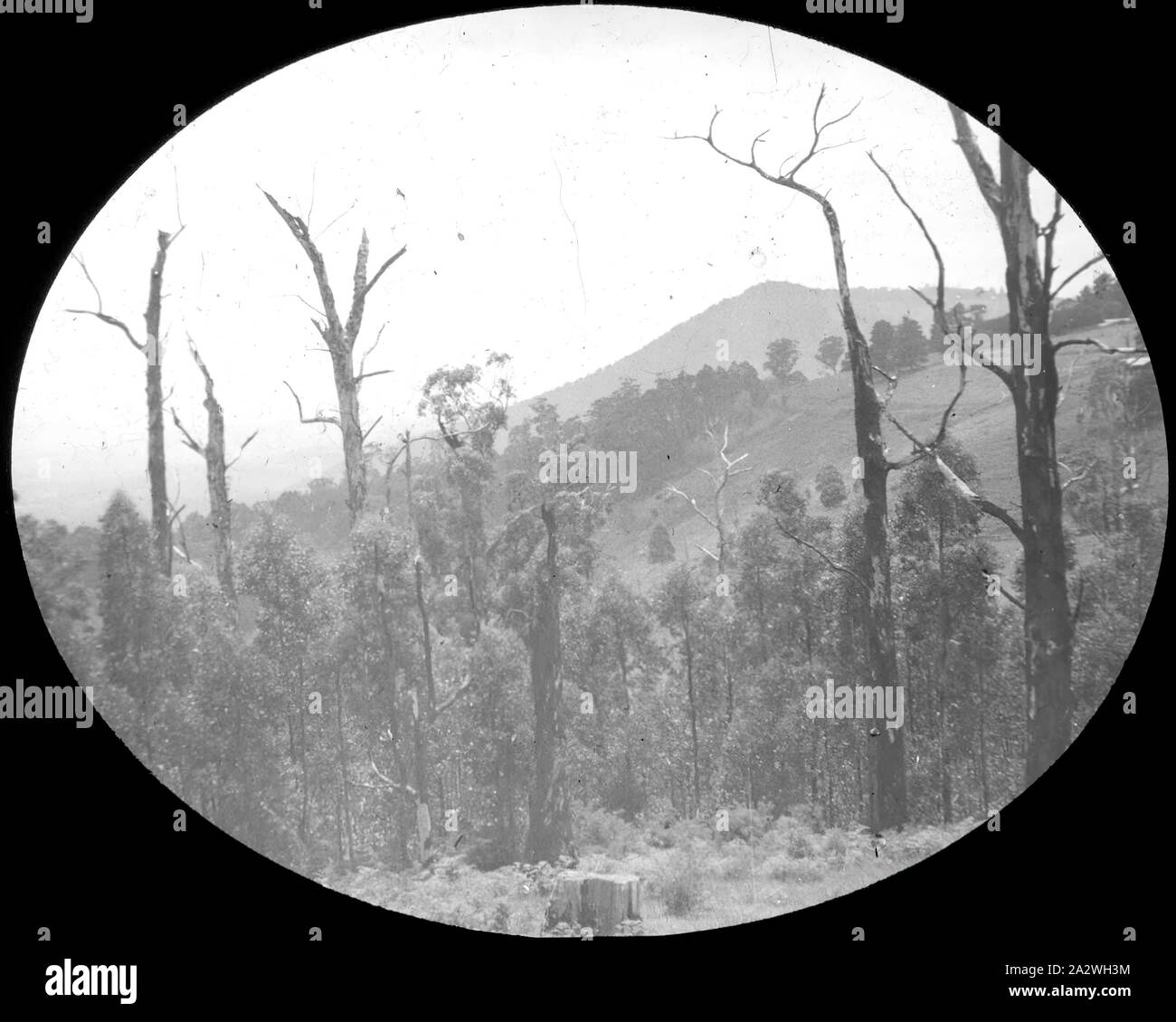 Lantern Slide - Burkes Lookout, Dandenong Ranges, Victoria, data sconosciuta, immagine in bianco e nero di Burkes Lookout in Dandenong Ranges di Victoria, fotografata da A.J. Campbell. A.J. Campbell è stato un attivo conservazionista molto forte per la Catena Montuosa di Dandenong per conservare il loro stato originale, che hanno esercitato forti pressioni storngly contro la compensazione del terreno in quella zona per fare la strada per insediamenti. Uno dei tanti formante la A.J. Campbell Collezione detenute da Foto Stock