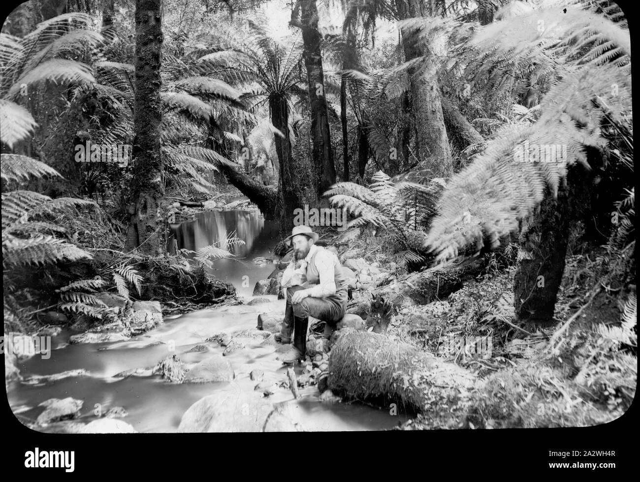 Lantern Slide - A.J. Campbell, sassofrasso Creek, Victoria, 1894, immagine in bianco e nero di A.J. Campbell seduto di sassofrasso Creek ascoltando i suoni rilassanti della cascata in background mentre godendo la tranquilla serenità creato da molte felci circostante. Questo è uno dei molti lanterna in vetro le diapositive che formano la A.J. Campbell Collezione detenute da musei Victoria Foto Stock