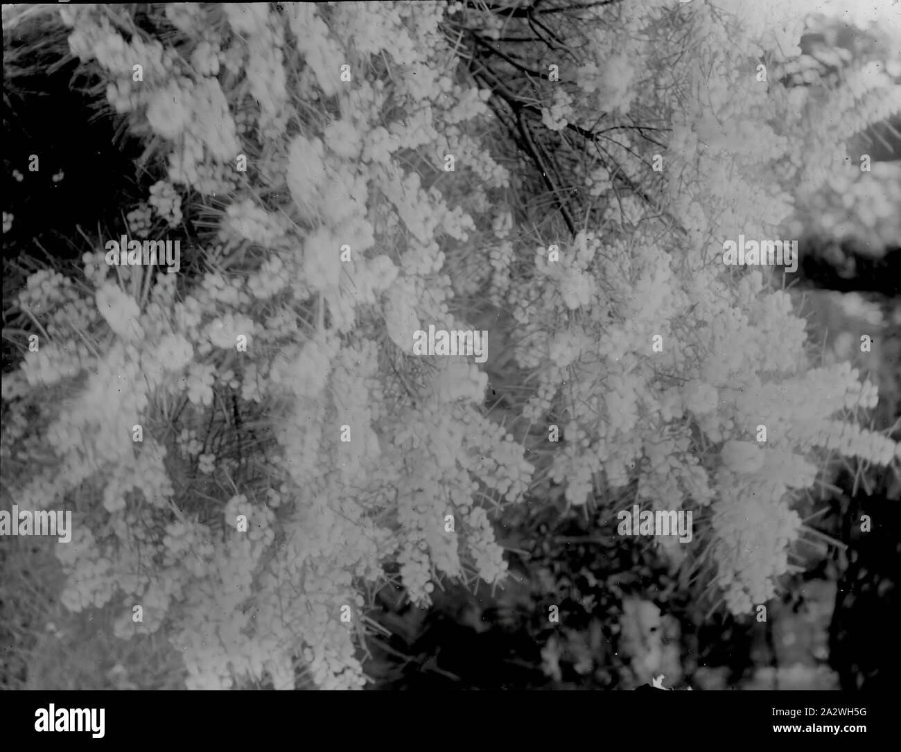 Lantern Slide - Acacia crassiuscula, Australia, data sconosciuta, immagine in bianco e nero di Acacia crassiuscula in fiore, fotografata da A.J. Campbell. Uno dei tanti formante la A.J. Campbell raccolta conservata dal Museo Victoria Foto Stock