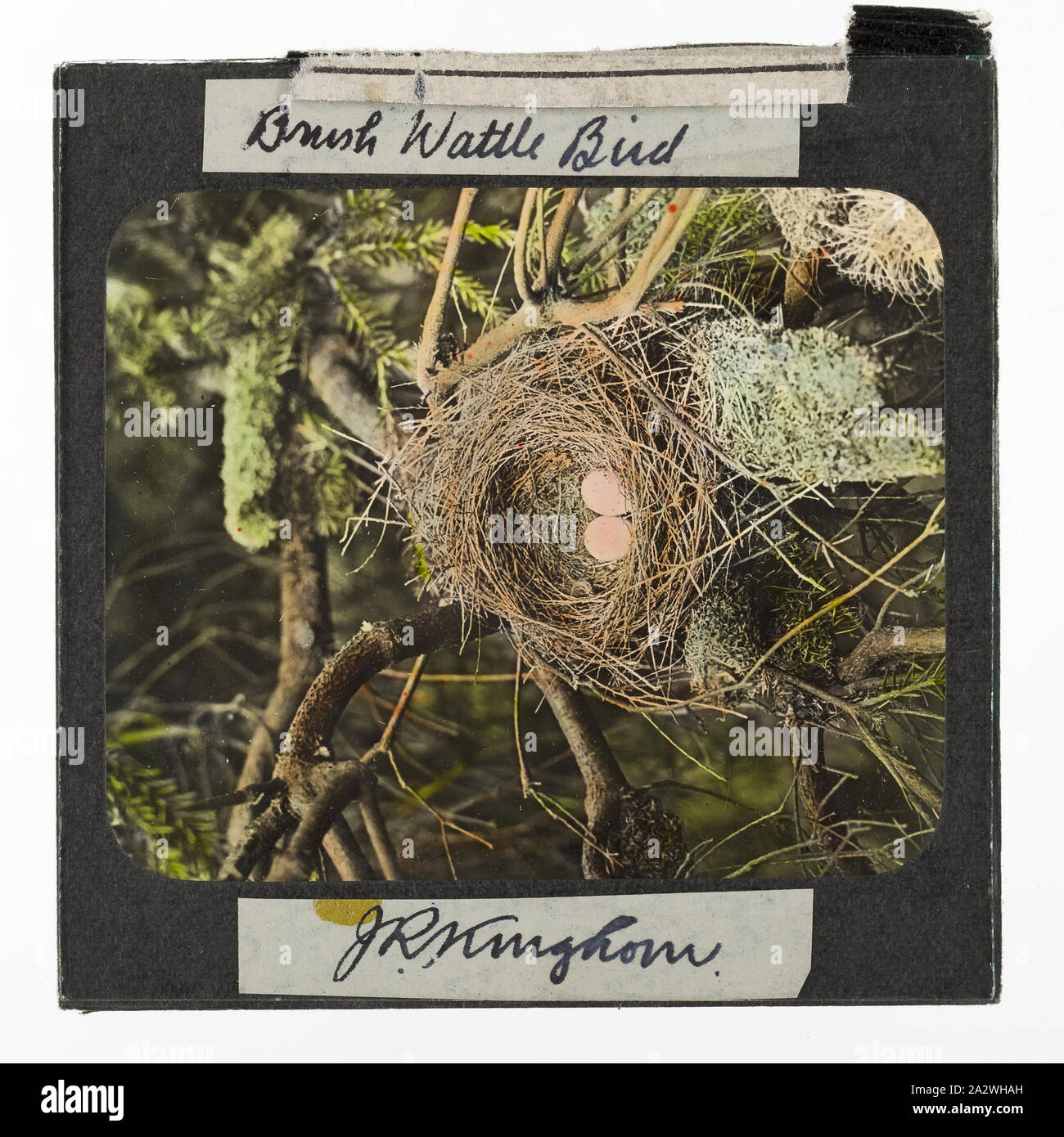 Lantern Slide - "Spazzola di bargiglio Bird", il nido e uova, 1920-1940, colorata lantern slide raffigurante il nido e le uova di un pennello di bargiglio bird. Immagine da J. R. Kinghorn, (1891-1983), uno zoologo, curatore del museo ed emittente. Kinghorn era impiegata presso il Museo Australiano (rettili e anfibi e uccelli) a Sydney tra 1907-1956 Foto Stock