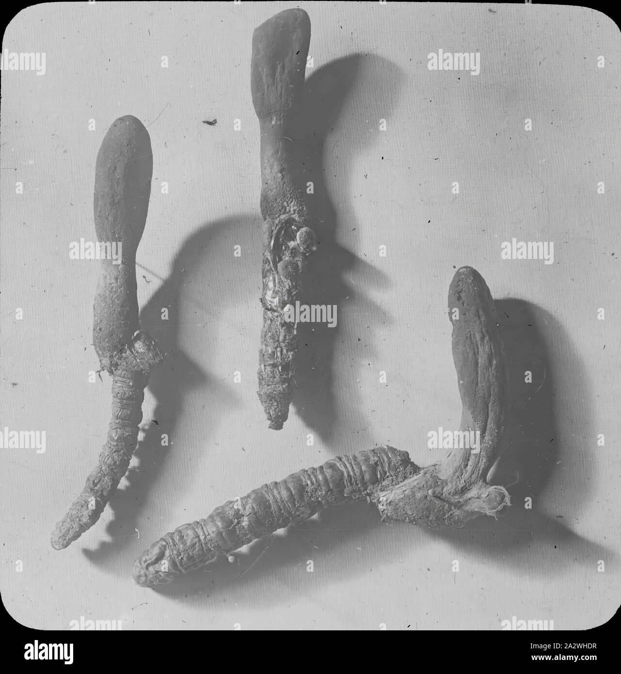 Lantern Slide - fungo Caterpillar, Australia, data sconosciuta, immagine in bianco e nero di esemplari di fungo caterpillar fotografata da Thomas H. Tregellas. Uno dei tanti formante la A.J. Campbell raccolta conservata dal Museo Victoria Foto Stock