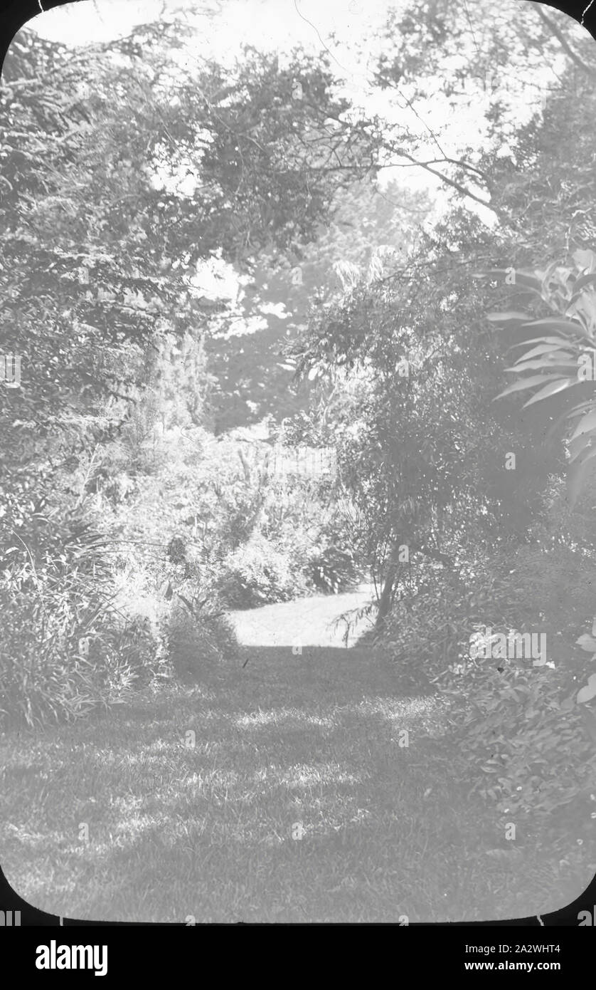 Lantern Slide - Giardino, Australia, data sconosciuta, immagine in bianco e nero di un grande giardino, fotografata da A.J. Campbell Foto Stock