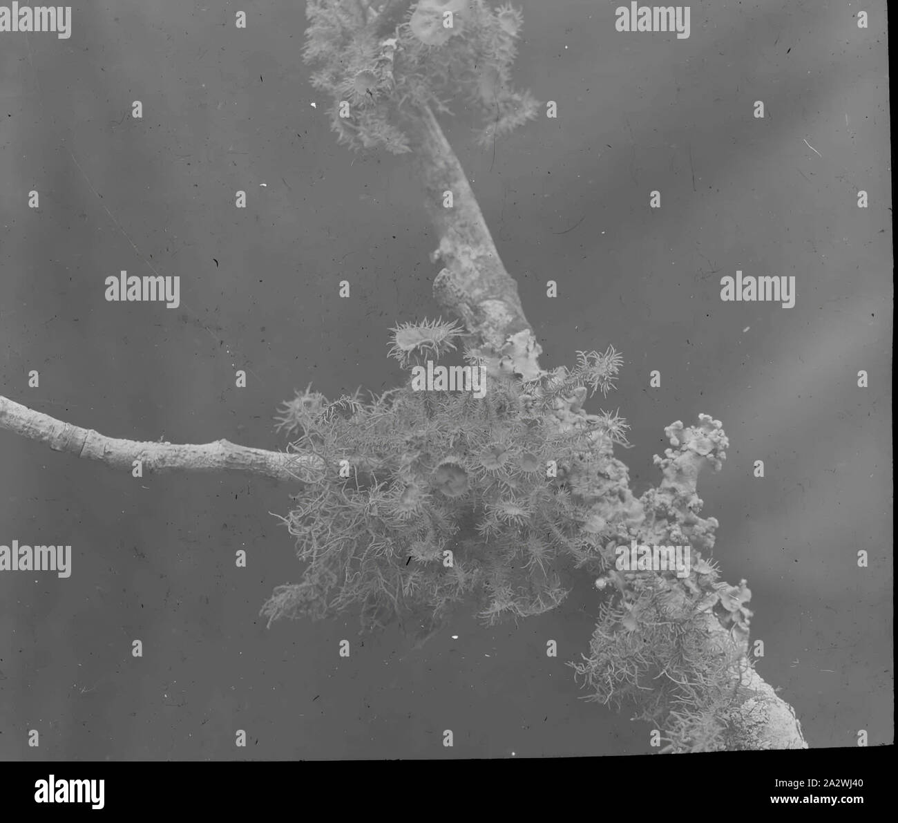 Lantern Slide - Lichen, Australia, data sconosciuta, immagine in bianco e nero di licheni su un albero di mele, fotografata da Thomas H. Tregellas. Uno dei tanti formante la A.J. Campbell raccolta conservata dal Museo Victoria Foto Stock