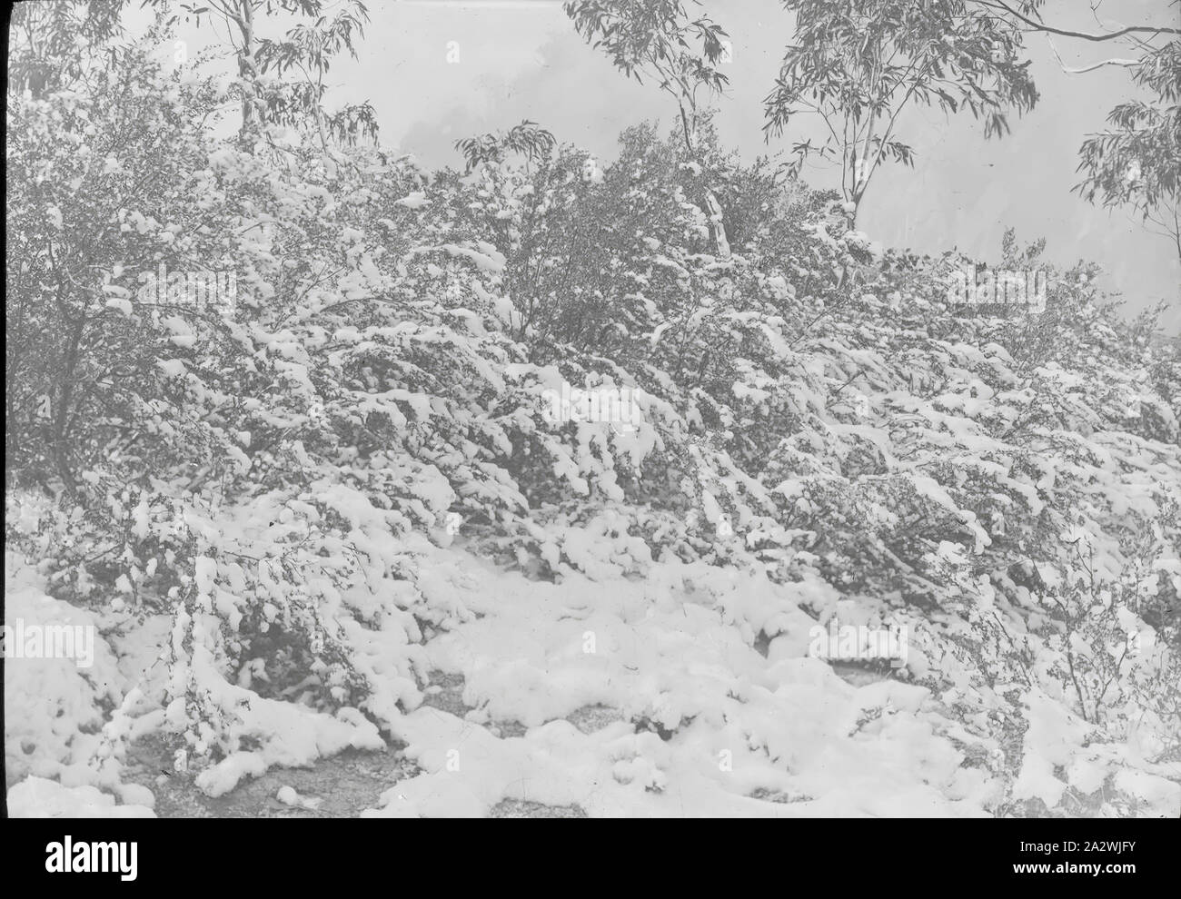 Lantern Slide - la neve sul Mt Buffalo, Victoria, 1908, immagine in bianco e nero di innevamento Buffalo Sallee, eucalipto mitchelliani, su Mt Buffalo, fotografata da A.J. Campbell. Questo è uno dei molti lanterna in vetro le diapositive che formano la A.J. Campbell Collezione detenute da musei Victoria Foto Stock