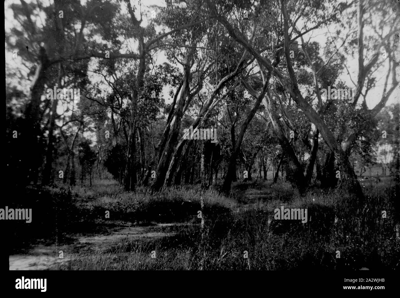 Lantern Slide - palude Gum, Australia, data sconosciuta, immagine in bianco e nero di palude gum fotografata da A.G. Campbell, figlio di A.J. Campbell. Uno dei tanti formante la A.J. Campbell raccolta conservata dal Museo Victoria Foto Stock