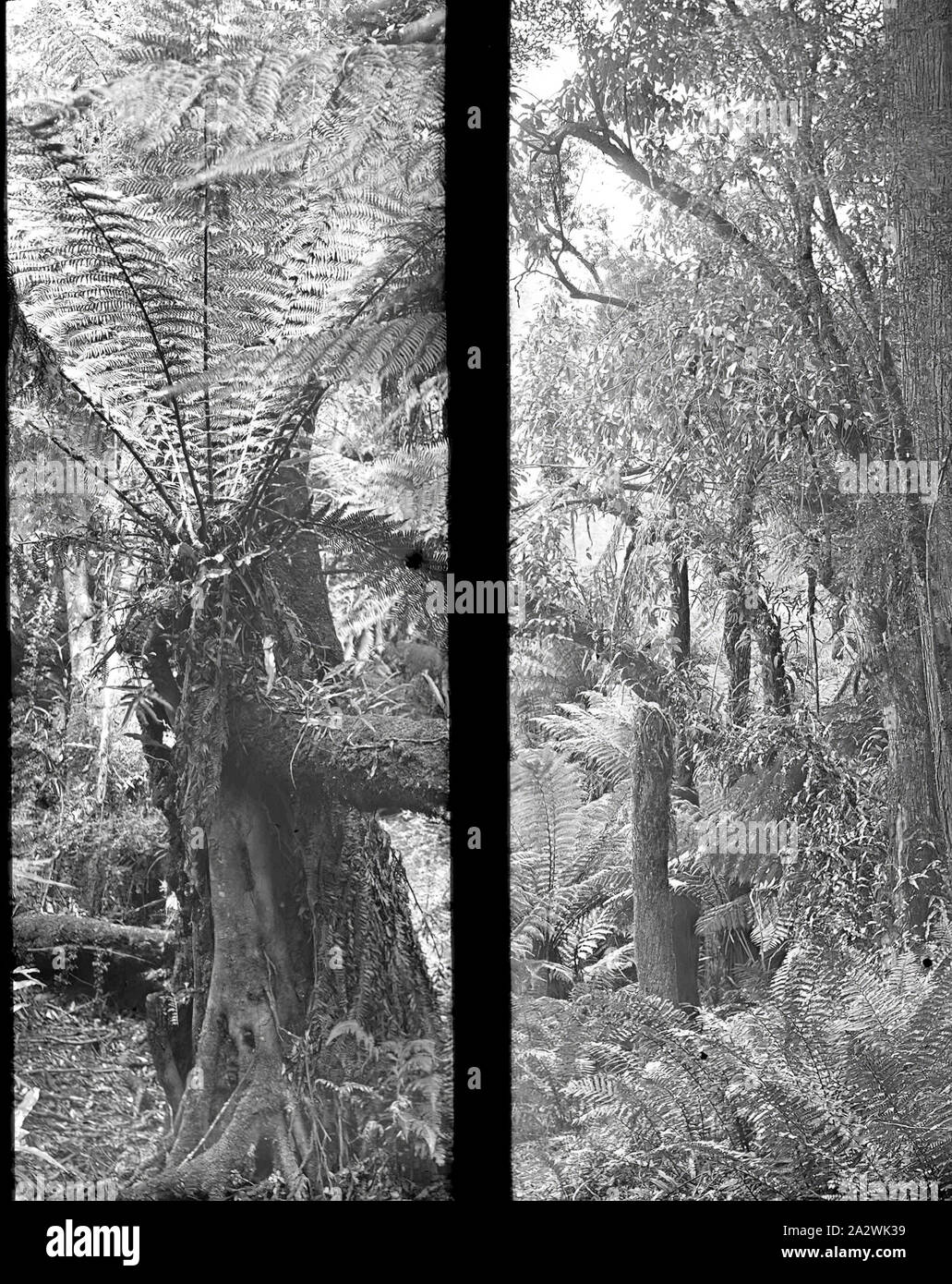 Lantern Slide - felci arboree, Australia, data sconosciuta, in bianco e nero a doppia immagine di felci arboree, fotografata da A.J. Campbell. Questo è uno dei molti lanterna in vetro le diapositive che formano la A.J. Campbell Collezione detenute da musei Victoria Foto Stock