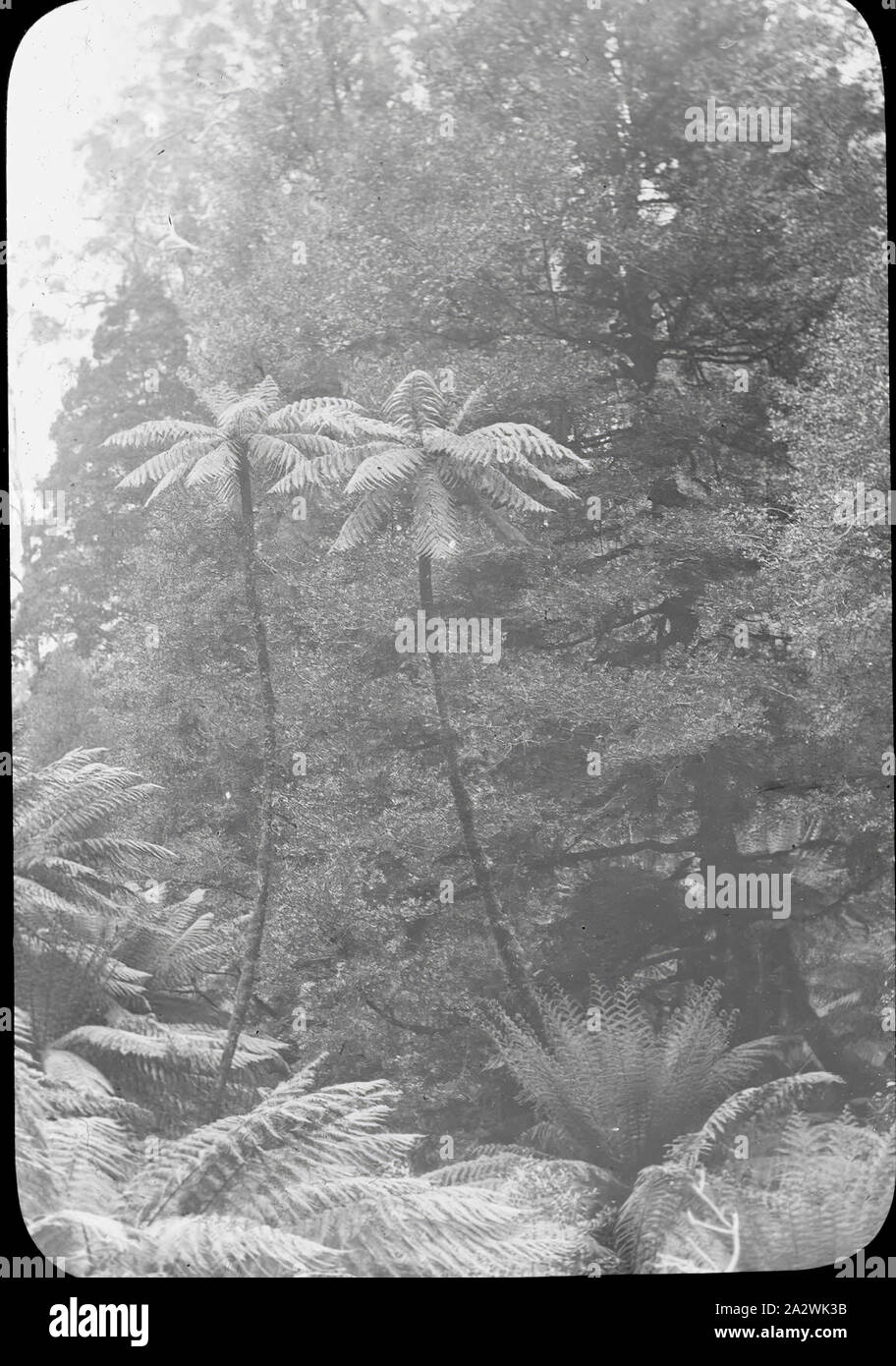 Lantern Slide - felci arboree, Dandenongs, Victoria, 1894, immagine in bianco e nero di felci arboree fotografati nei Dandenong, Victoria da A.J. Campbell. Uno dei tanti formante la A.J. Campbell raccolta conservata dal Museo Victoria Foto Stock