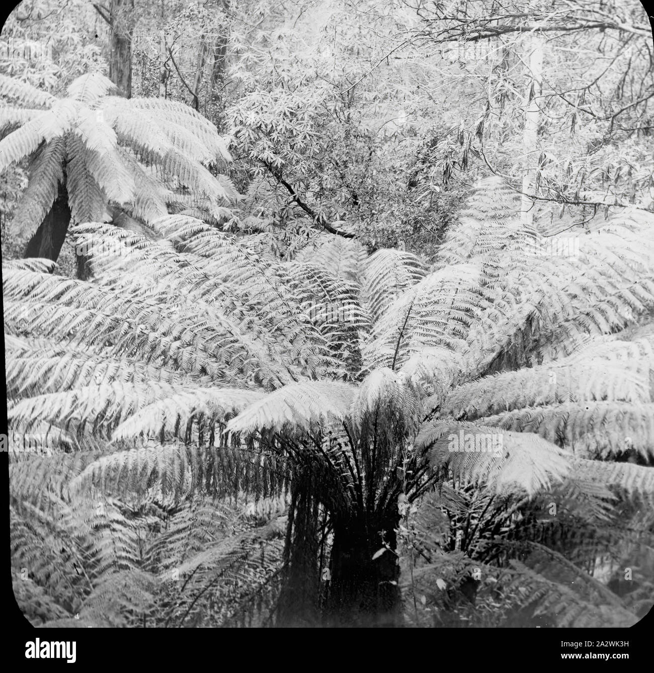 Lantern Slide - felci arboree, Dandenongs, Victoria, data sconosciuta, immagine in bianco e nero di felci arboree nei Dandenong di Victoria Foto Stock