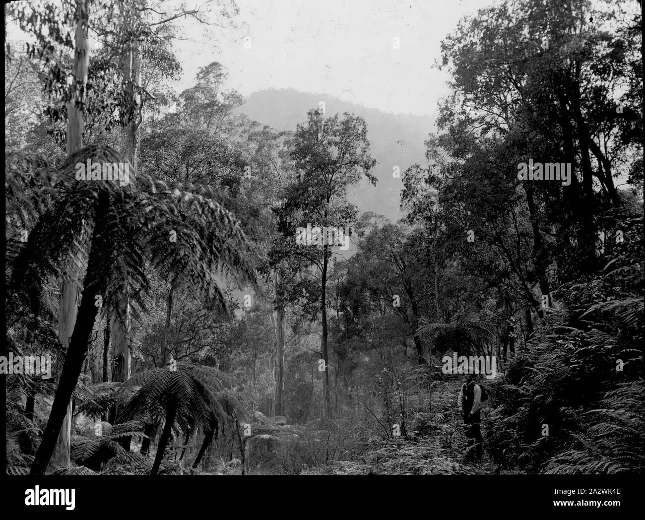 Lantern Slide - Yarra superiore via, Victoria, 1904-1907, immagine in bianco e nero di felci lungo la Yarra superiore via, fotografata da A.J. Campbell durante uno dei due Campbell expeditions lungo la via nel 1904 e 1907. Questo è uno dei molti lanterna in vetro le diapositive che formano la A.J. Campbell Collezione detenute da musei Victoria Foto Stock