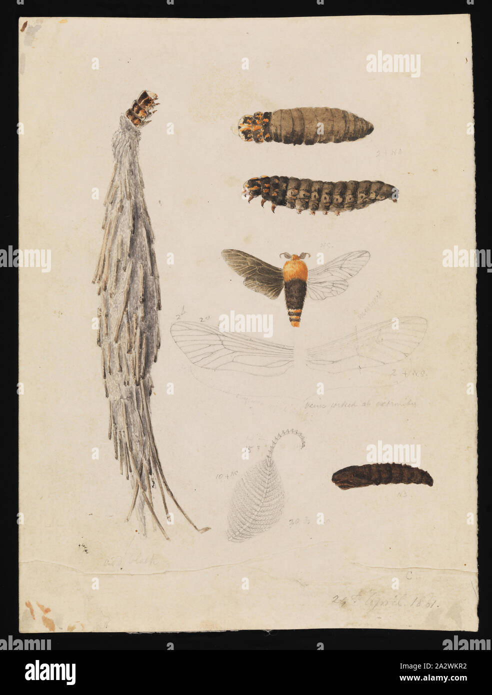 Illustrazione ad acquerello - larva, pupa e adulto Saunders' Case-Moth, Metura elongatus, Arthur Bartolomeo, 29 Apr 1861, questa illustrazione scientifica da Arthur Bartolomeo è stato commissionato da Sir Frederick McCoy, Direttore del Museo Victoria come parte della sua ricerca zoologica. Esso fa parte della ben più ampia collezione Prodromus. Molte delle illustrazioni oriignal nella raccolta ha informato la produzione dei due volumi di lavoro il Prodromus della zoologia di Victoria che era Museo Victoria del primo grande Foto Stock