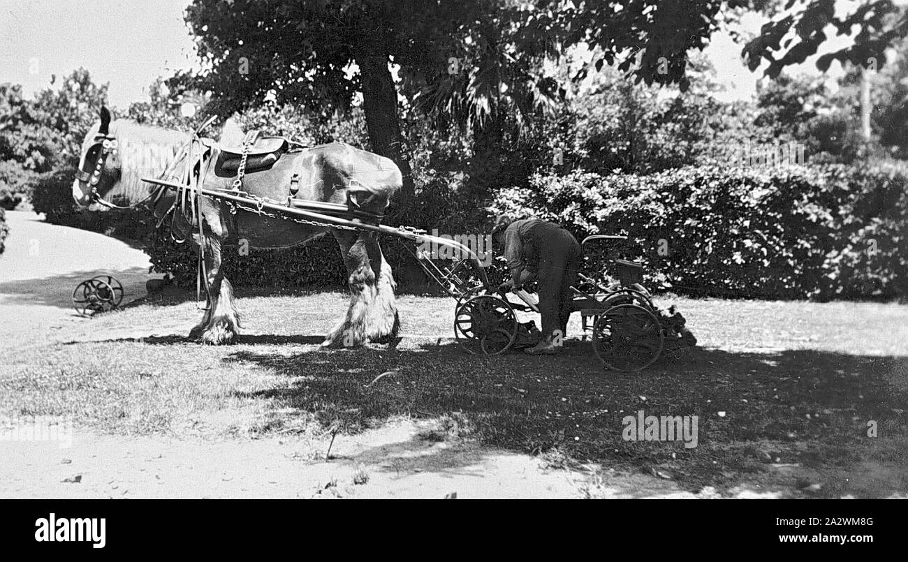 Negativo - Uomo di regolazione di un tosaerba Horse-Drawn, Nuovo Galles del Sud, circa 1925, un uomo la regolazione a cavallo del tosaerba con aspo in un giardino Foto Stock