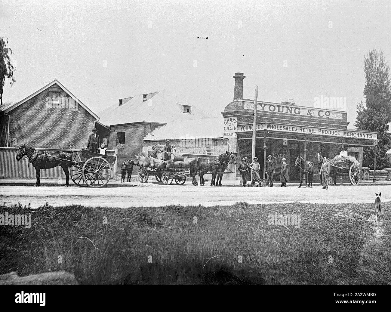 Negativo - Cavallo & carrelli e Carri caricati al di fuori di giovani & Company, Ballarat East, Victoria, circa 1905, cavalli e carri e carri caricati al di fuori di giovani & Company, commercio all'ingrosso e vendita al dettaglio di produrre i commercianti Foto Stock