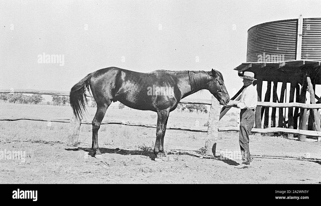 Negativo - Uomo alimentazione di un cavallo in cantiere su "Portland Downs' Stazione, Isisford District, Queensland, 1922, uomo alimentando un cavallo accanto a una Mortasa tenone e recinzione di registro a "Portland Downs stazione". Indossa i pantaloni, una camicia a maniche lunghe e hat. Dietro la recinzione a destra è un elevata serbatoio acqua fatta di ferro ondulato che si siede su palafitte di legno. Vi è cancellata flat farmland in background con alcuni alberi lontani visibile Foto Stock