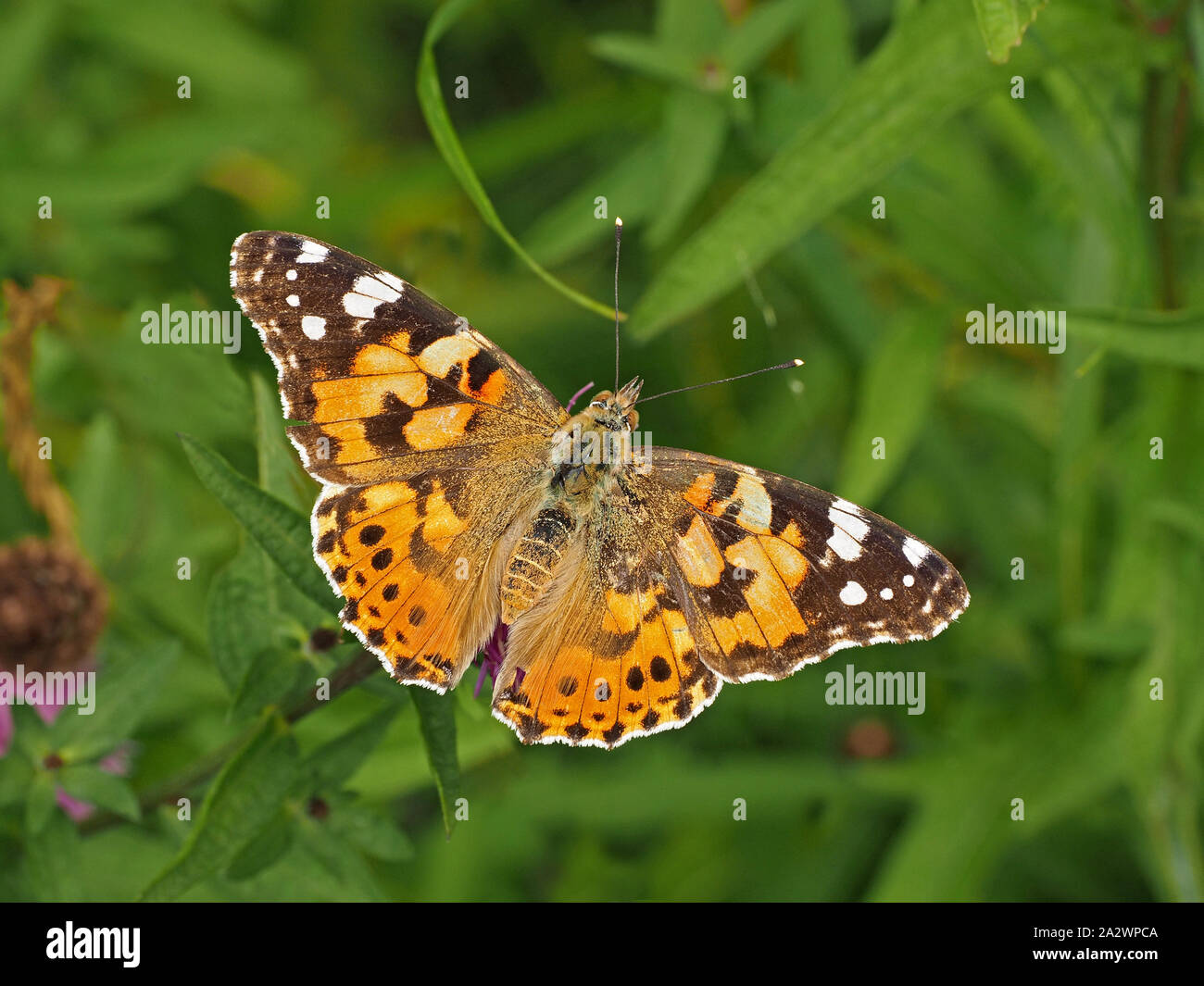 Splendido dipinto di Lady butterfly (Vanessa cardui) a lunga distanza e migranti forte flyer in appoggio su Fiordaliso comune (Centaurea nigra) Cumbria,l'Inghilterra,UK Foto Stock